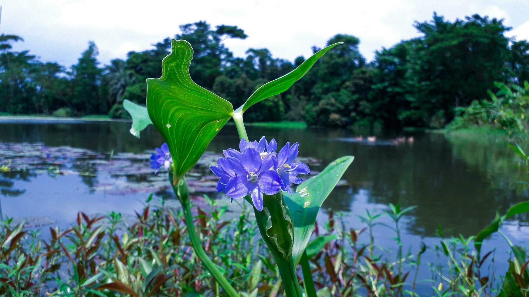 adorável azul jacinto florescendo flor com fundo foto