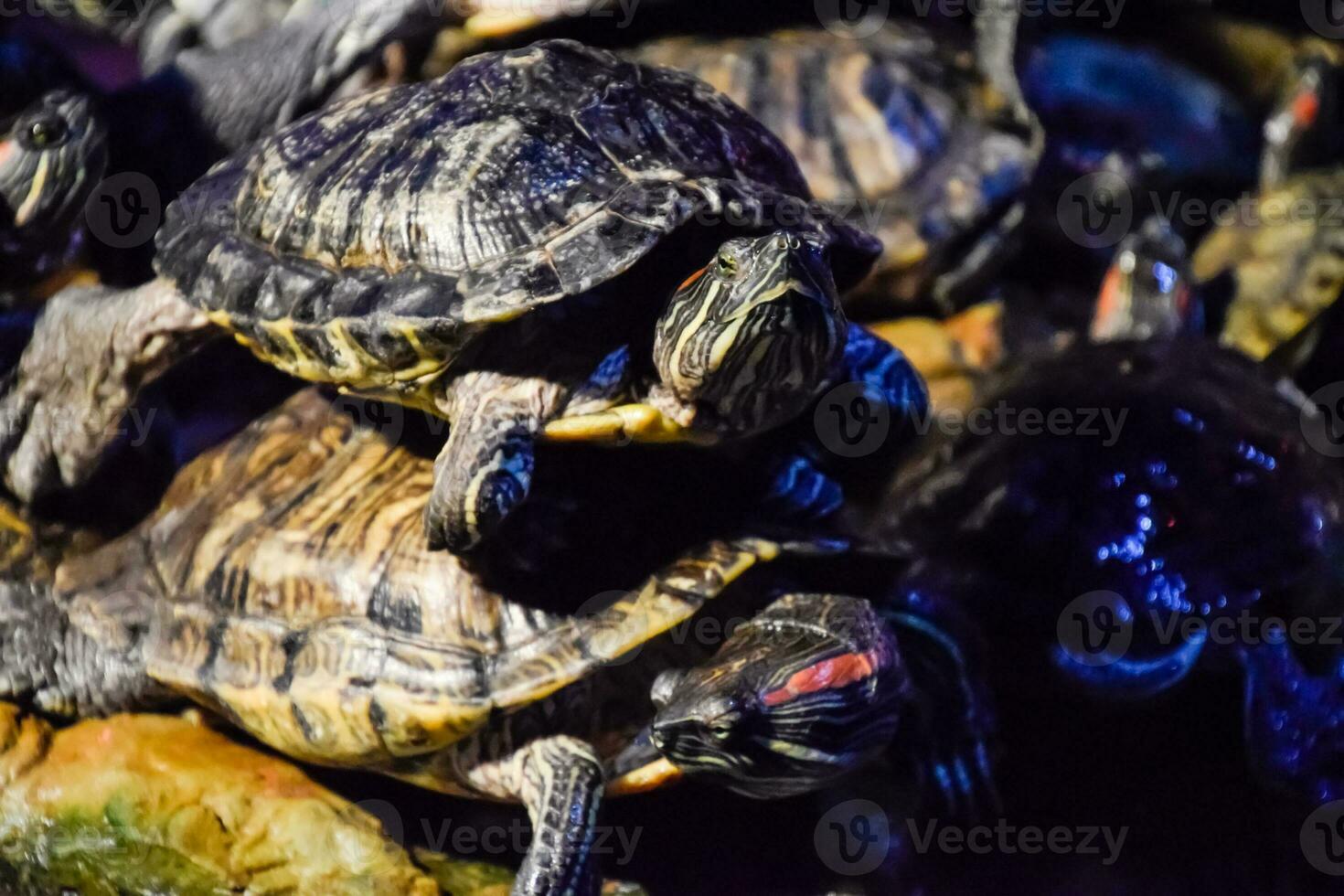 colônia do tartarugas em pedra, réptil tartarugas foto