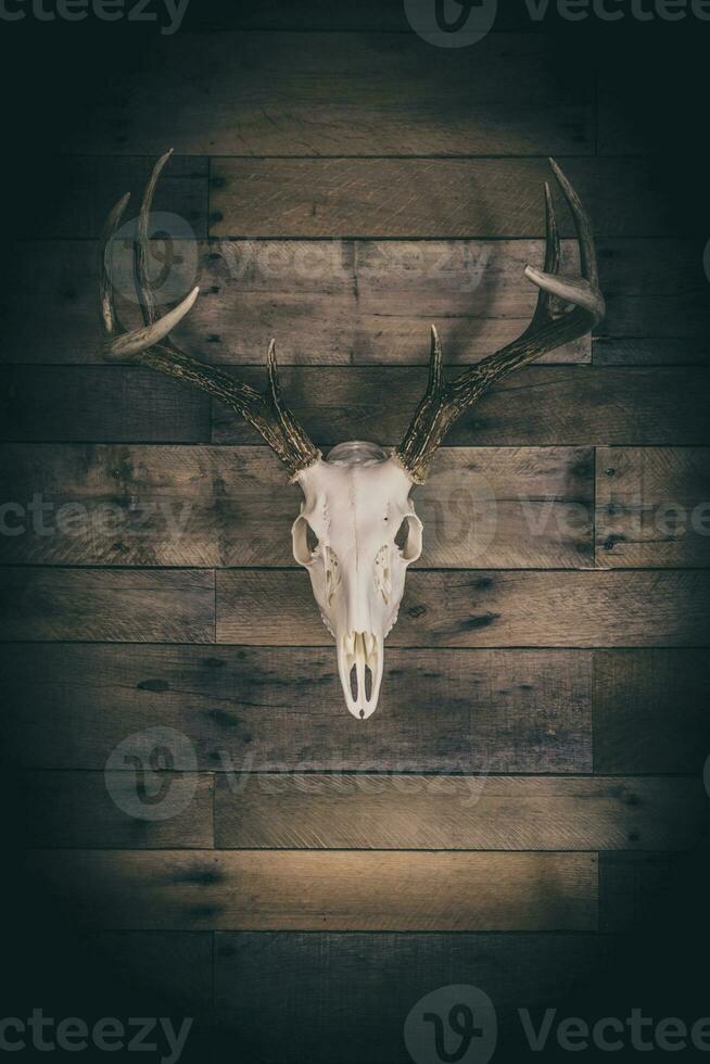 whitetail veado bode europeu montar crânio foto