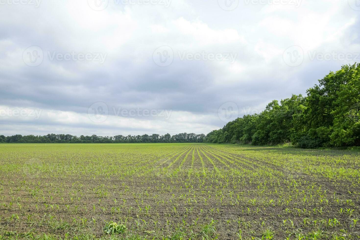 milharal. pequeno milho brotos, campo panorama. nublado céu e talos do milho em a campo. foto