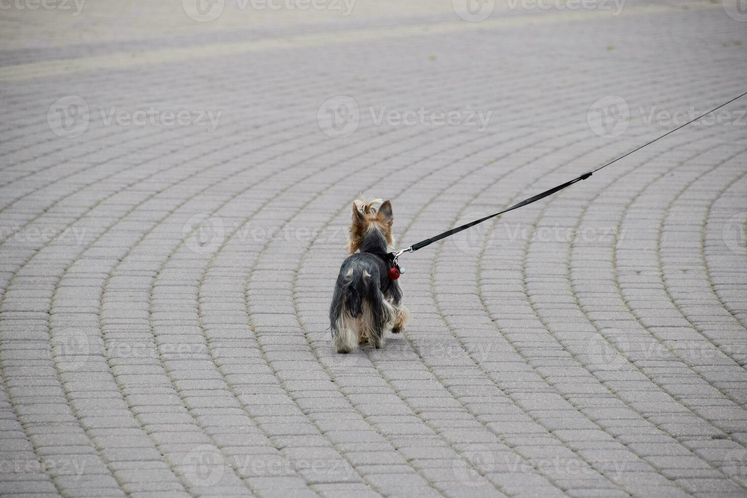desgrenhado pequeno cachorro em trela é caminhando ao longo a pavimentação lajes. foto