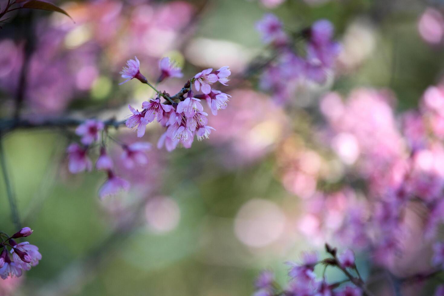 lindo fundo de flor rosa foto