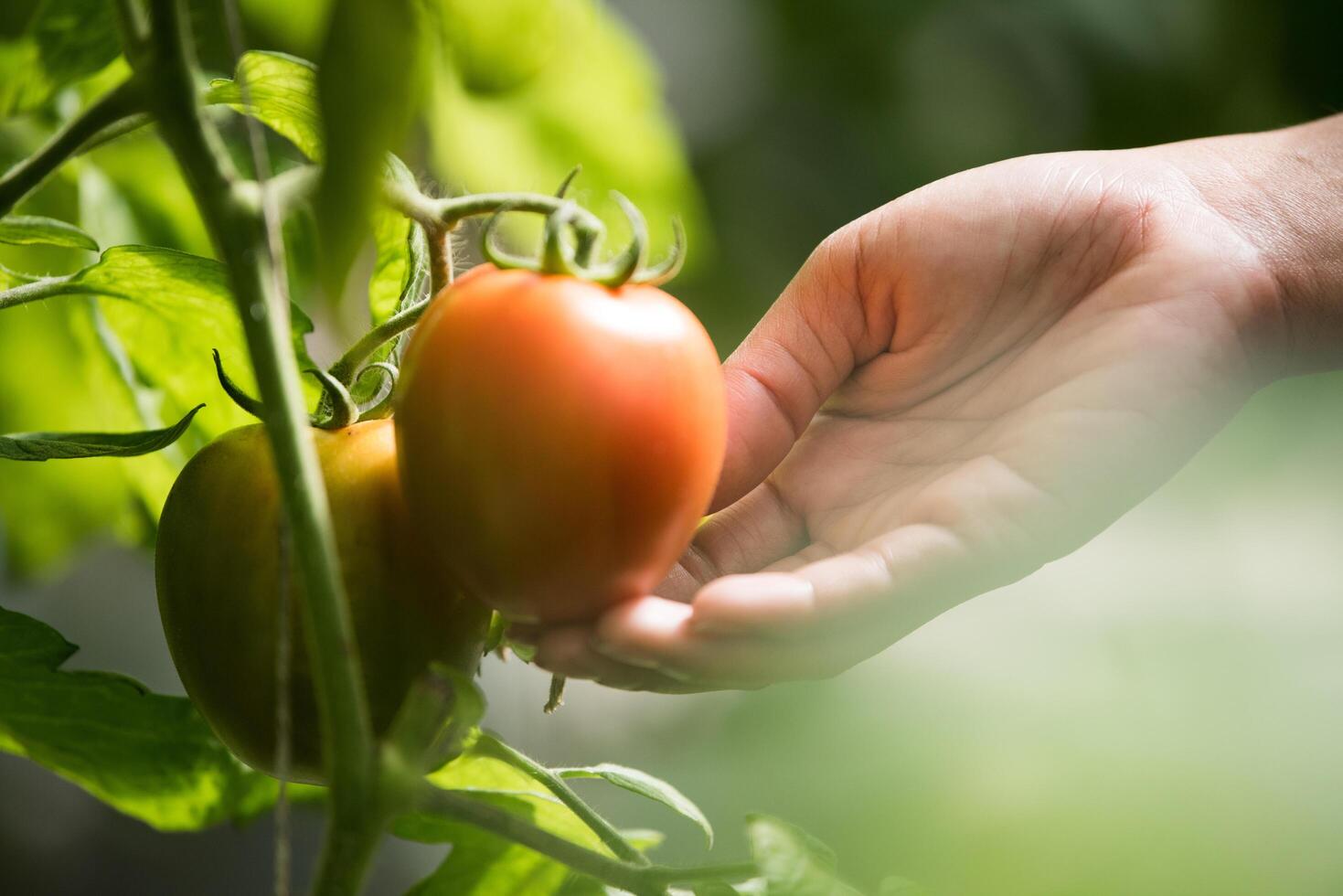 mão feminina segurando tomate em fazenda orgânica foto