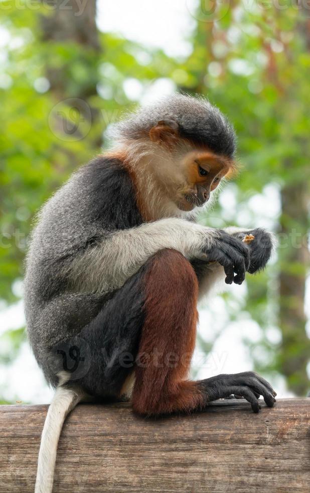 douc langur de canela vermelha foto