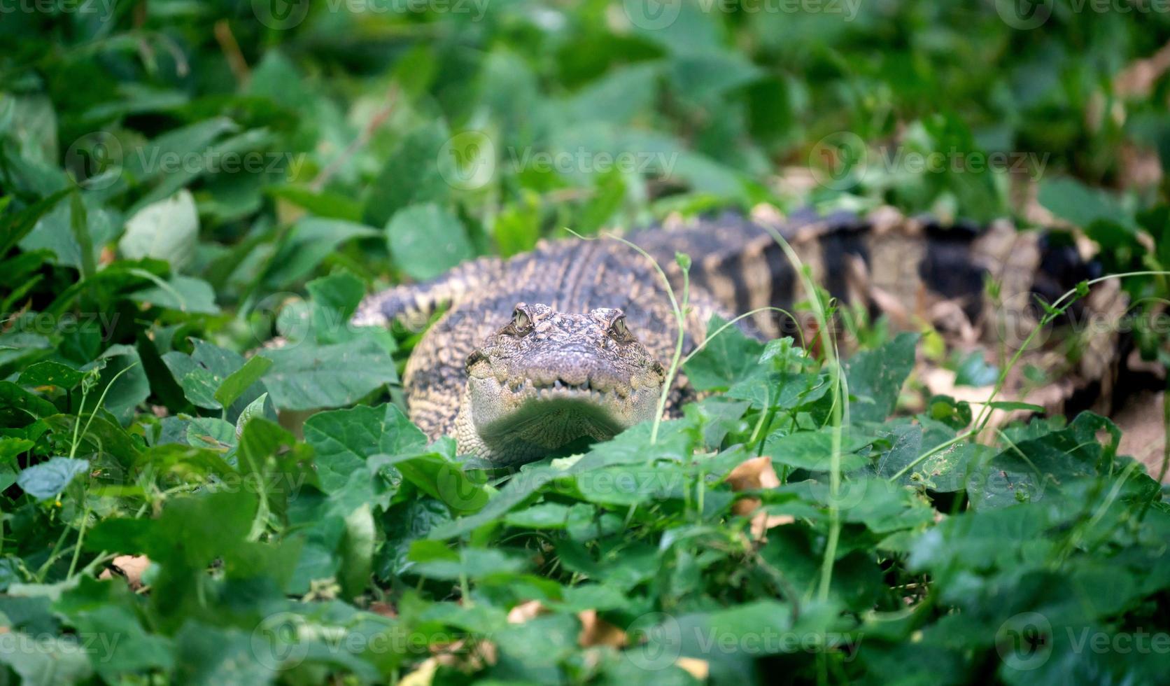 pequeno crocodilo escondido na grama verde foto