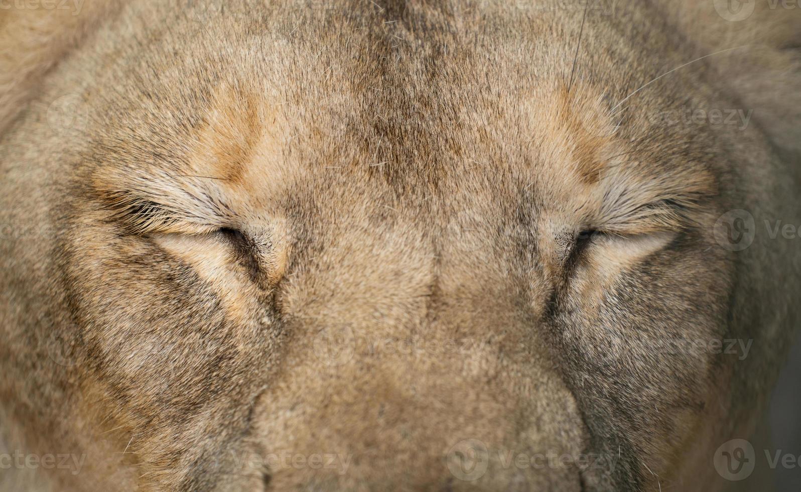 olhos de leoa fecham-se foto