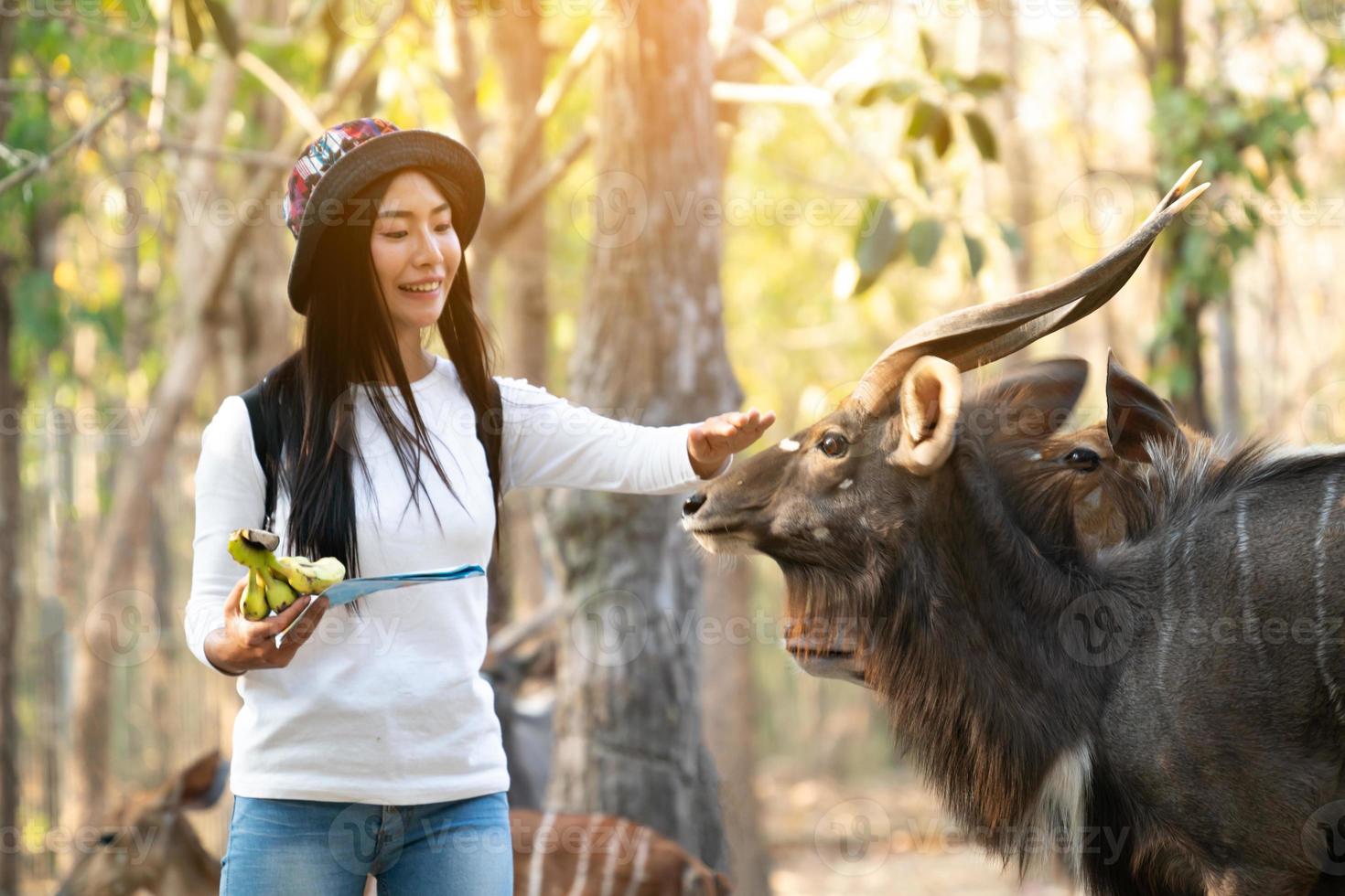 mulher observando e alimentando animais no zoológico foto