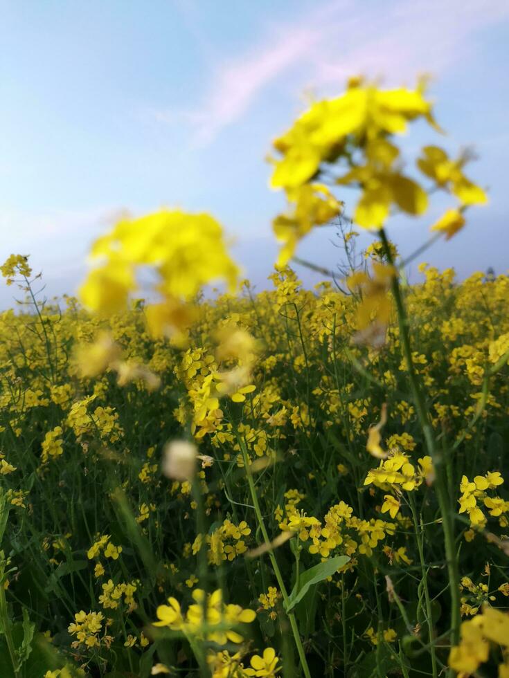 olhando às a campo, isto é Como E se uma amarelo tapete tem fui espalhar através a horizonte. dentro a terra do a amarelo rei do mostarda flores, a colheita campo é zumbido com a cantarolar do abelhas colecionar ho foto