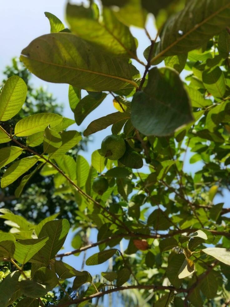 Está científico nome é psidino guajava. lá estão sobre 100 espécies do goiaba. isto nativo fruta, cheio do extraordinário nutricional qualidades, é frequentemente crescido dentro nosso país. vários doenças gostar dia foto