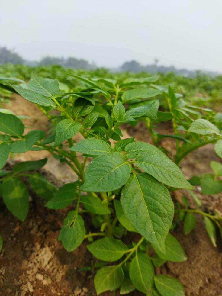 batatas estão agora ser cultivado através a horizonte, olhando em volta, isto parece gostar a orvalho gotas em a acumulado batata folhas Como a luz do a verde rajadas. foto