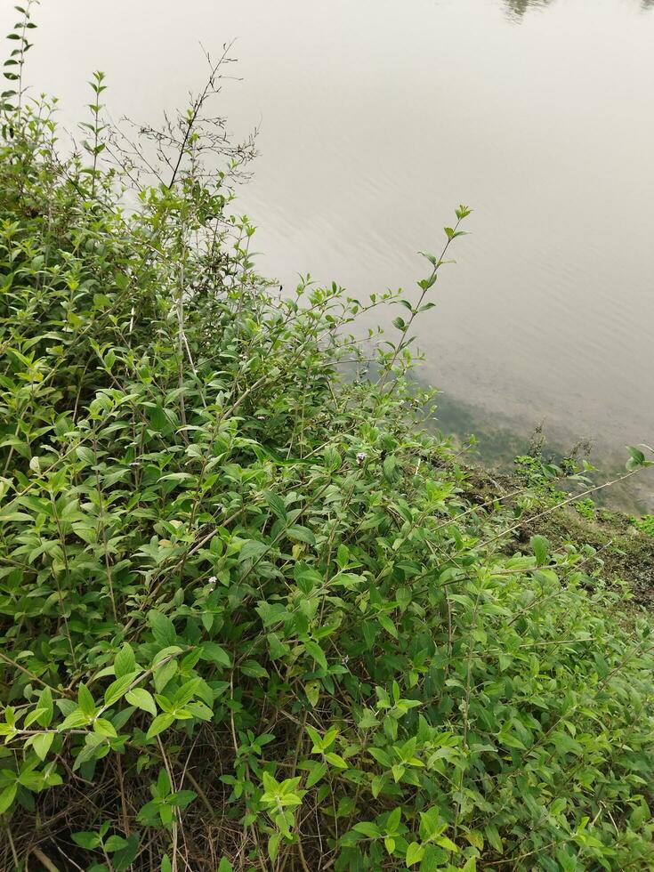 a haste e folhas do Banpudina estão perfumado e perfumado. a haste do Banpudina rompe com uma crepitação som quando levemente pressionado, por isso Está de outros nomes estão Matmatia e matka. isto é provavelmente dar foto