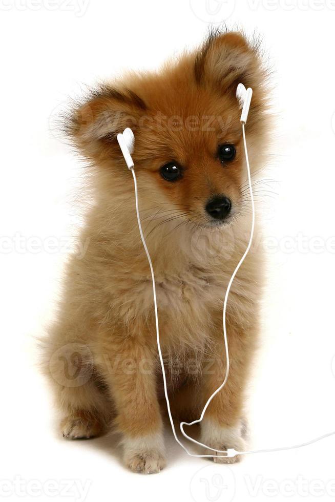 cachorrinho com fones de ouvido mp3 foto