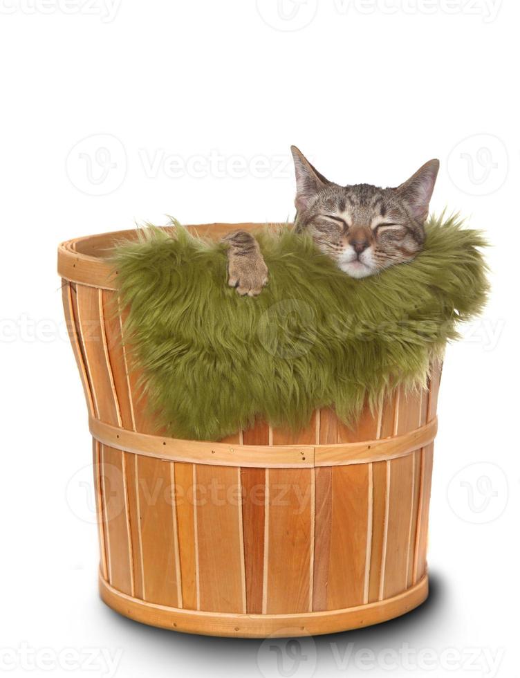 gatinho em uma cesta foto