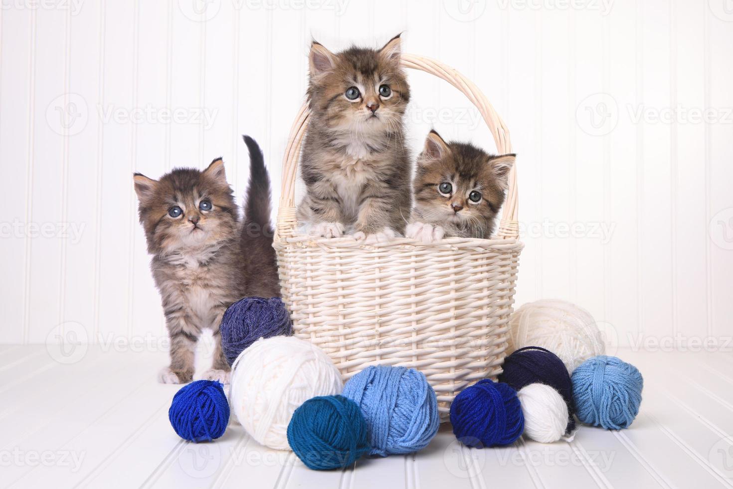 gatinhos fofos com novelos de lã foto