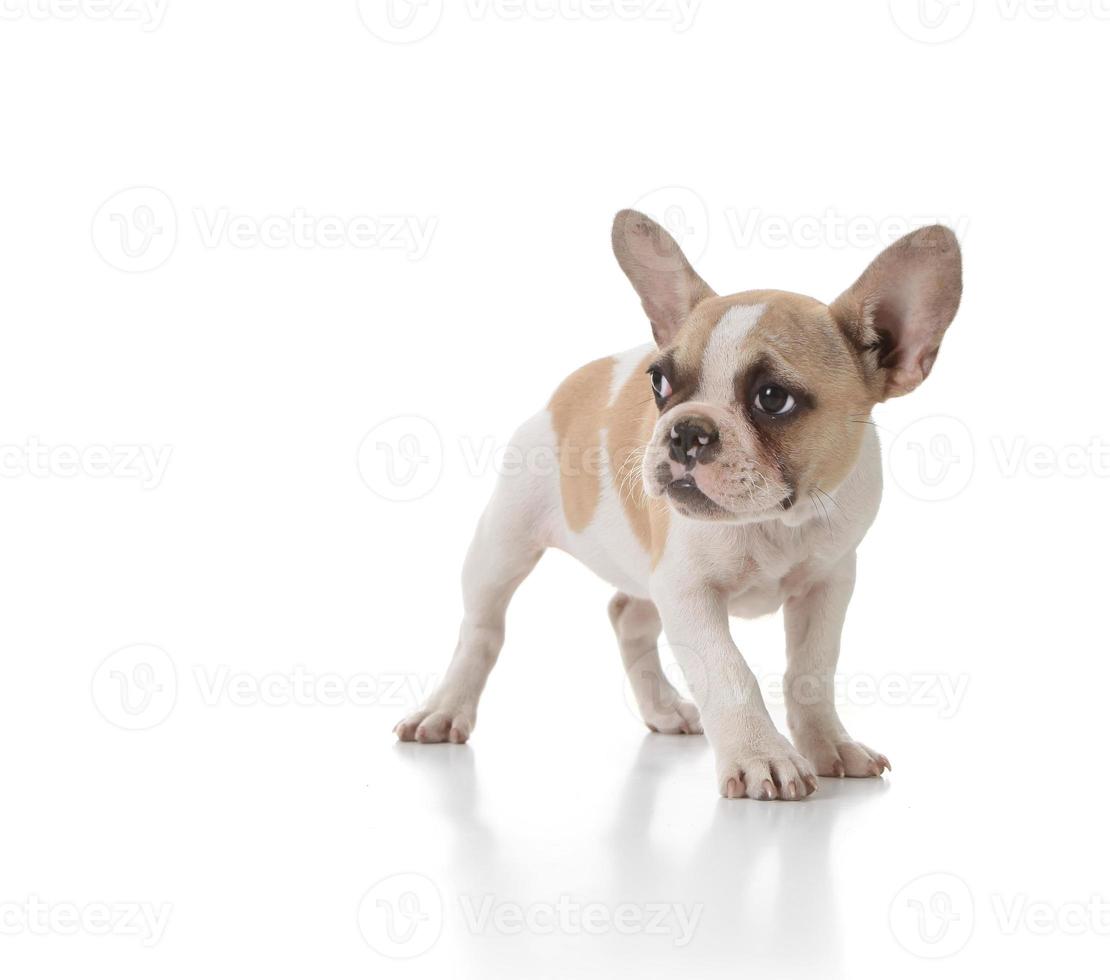 cachorrinho tímido olhando para o lado foto