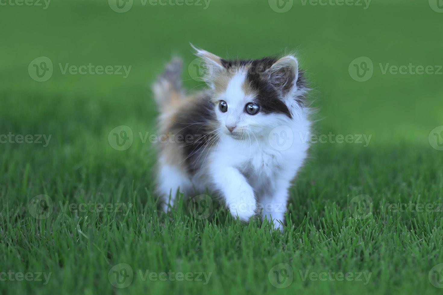 gatinho chita ao ar livre na grama foto