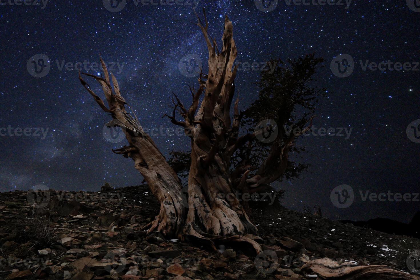 paisagem de estrelas pintada com luz em pinheiros bristlecone foto