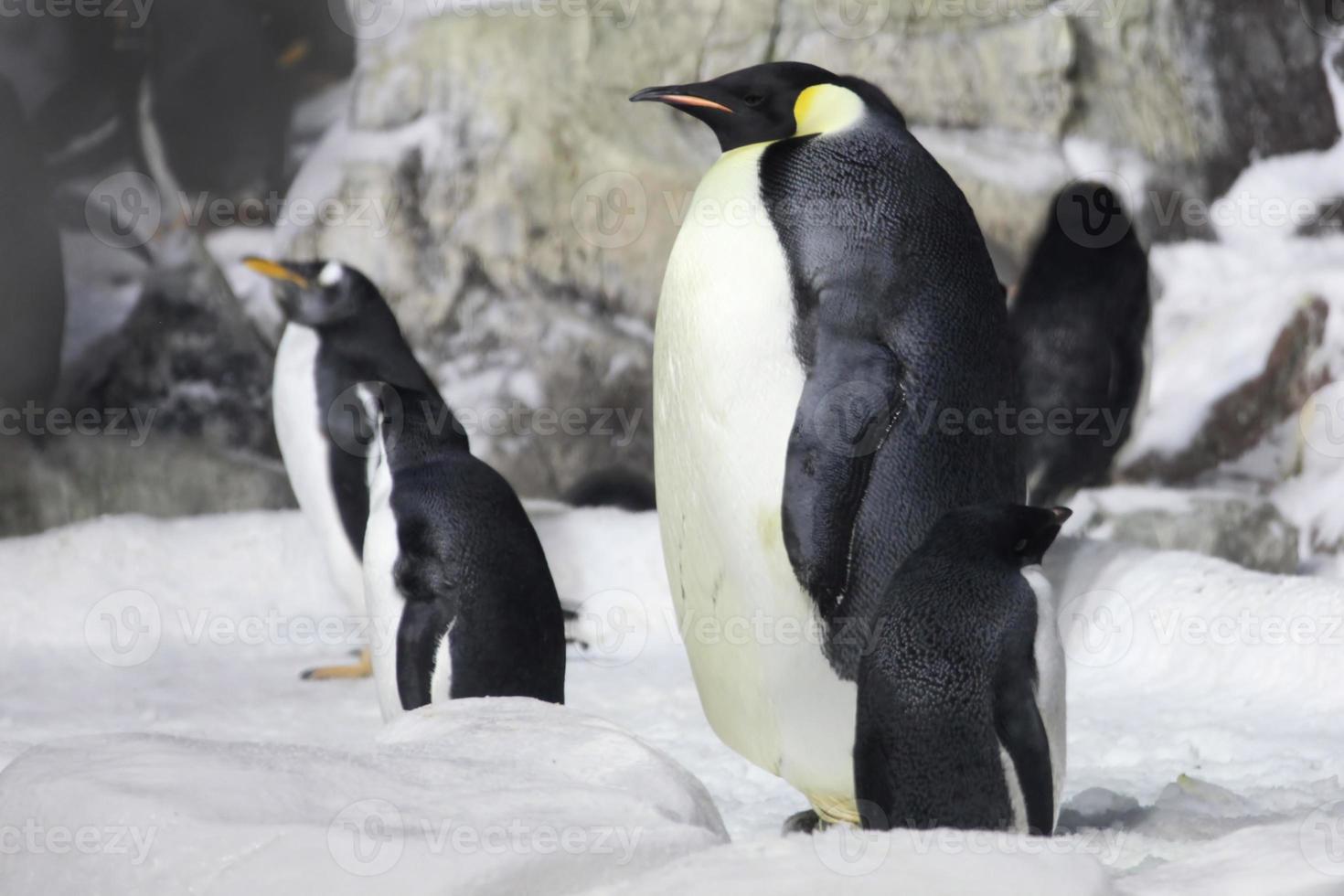 pinguim imperador olhando foto