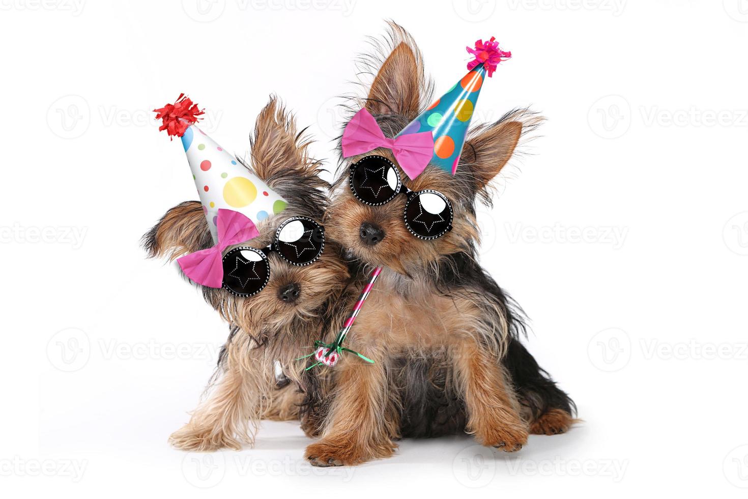 filhotes de yorkshire terrier com tema de aniversário em branco foto