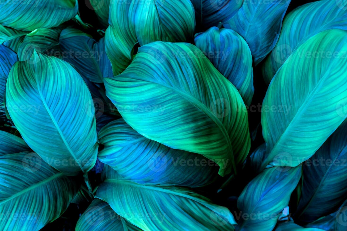 folhas de spathiphyllum cannifolium, textura verde abstrata, fundo de natureza, folha tropical foto