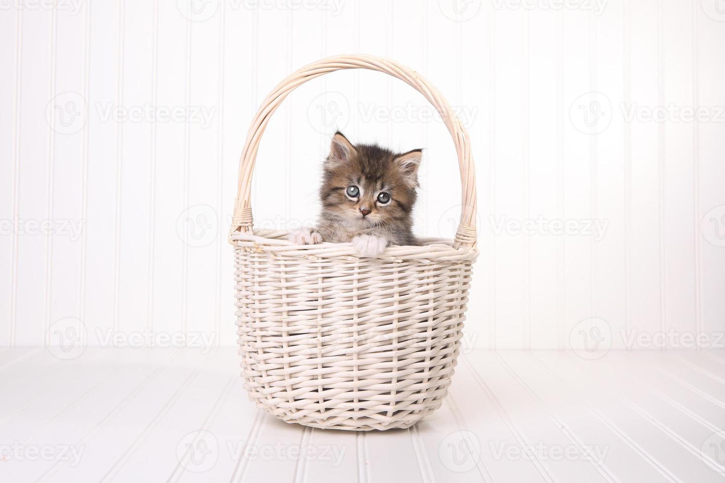 gatinho maincoon com olhos grandes na cesta foto