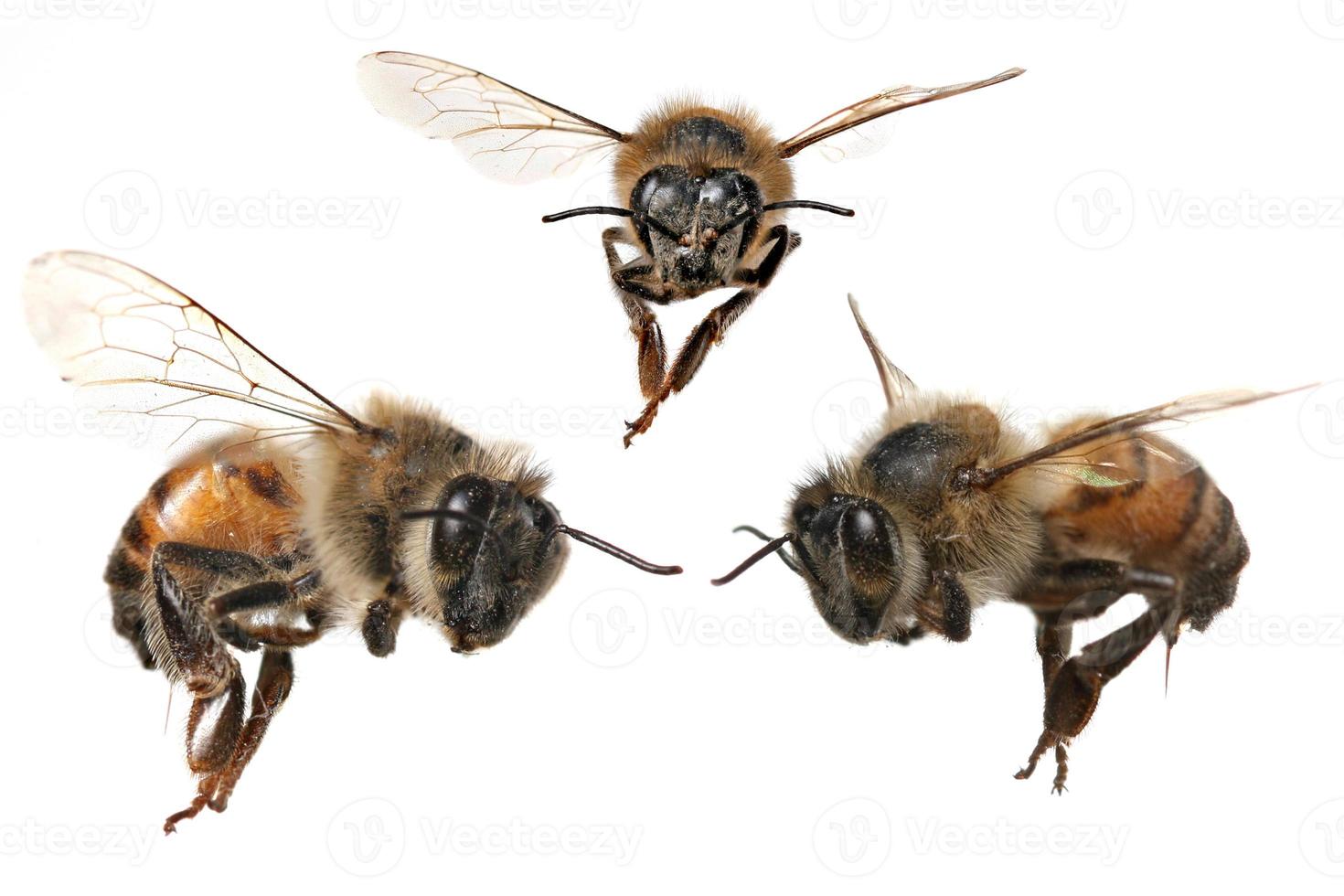 3 ângulos diferentes de uma abelha melífera norte-americana foto