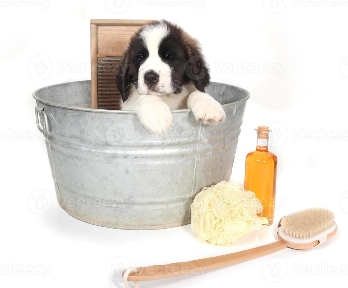 cachorro São Bernardo em uma banheira para a hora do banho foto