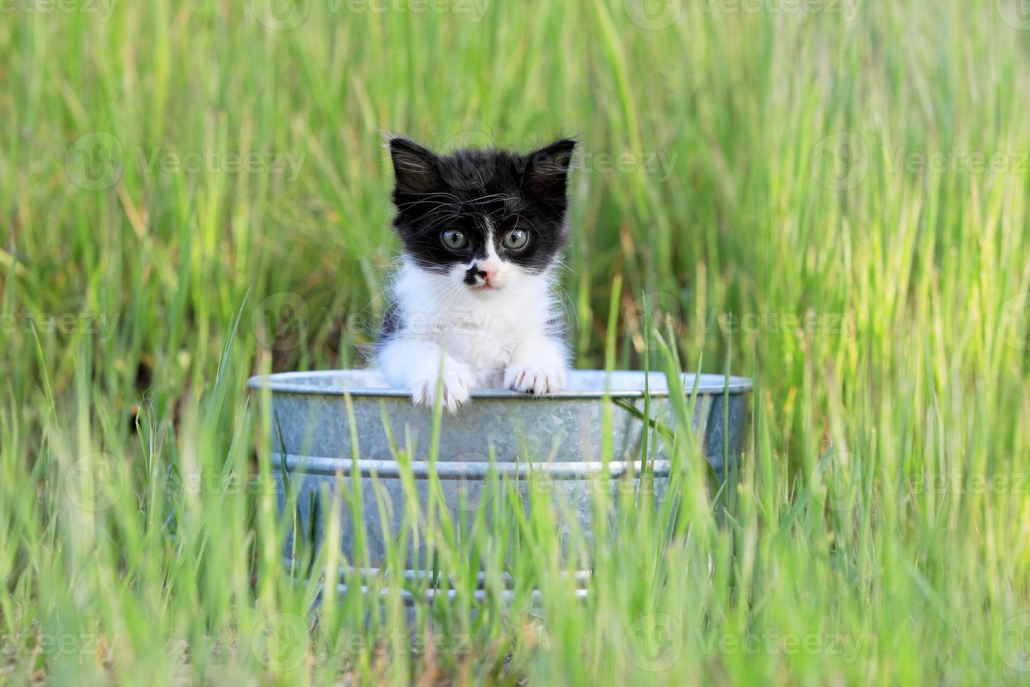 gatinho ao ar livre na grama alta verde em um dia ensolarado foto