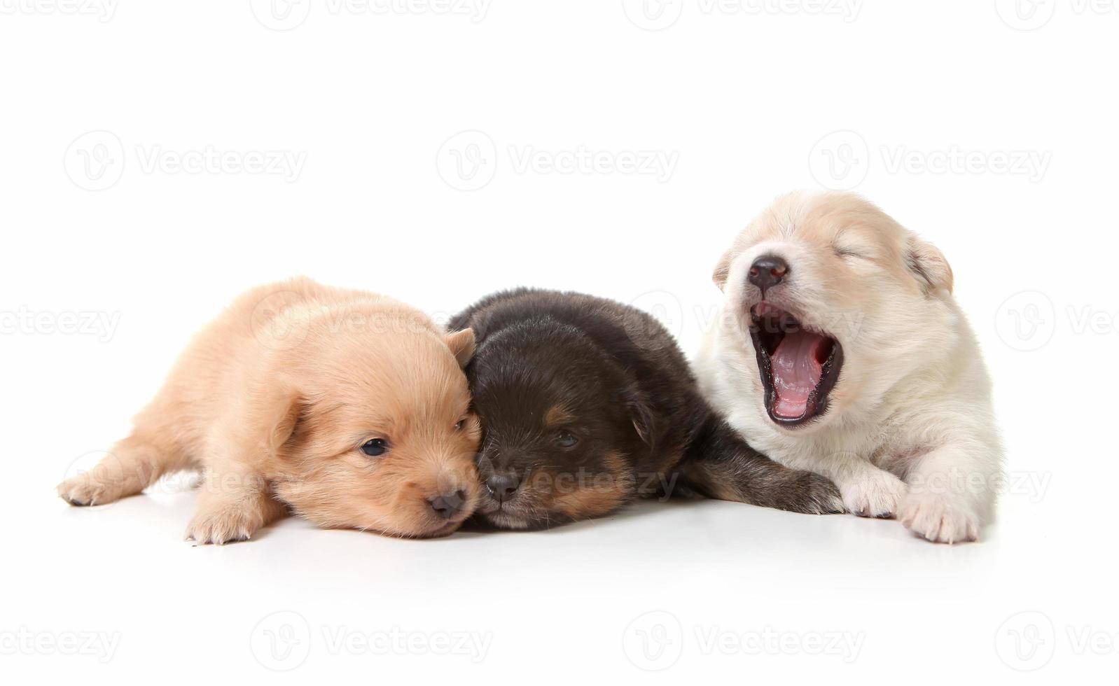 cachorrinhos recém-nascidos bocejando fofinhos foto