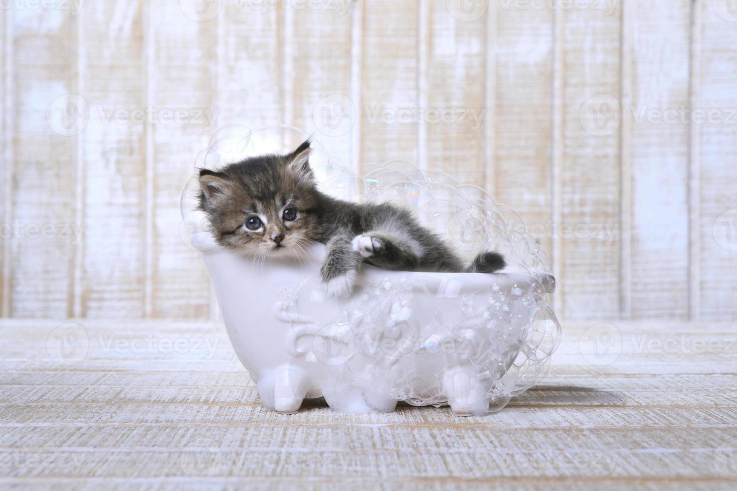 gatinho descansando em uma banheira com pés de garra com bolhas foto