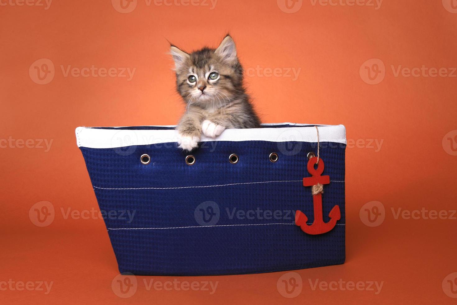 gatinho maincoon com olhos grandes foto