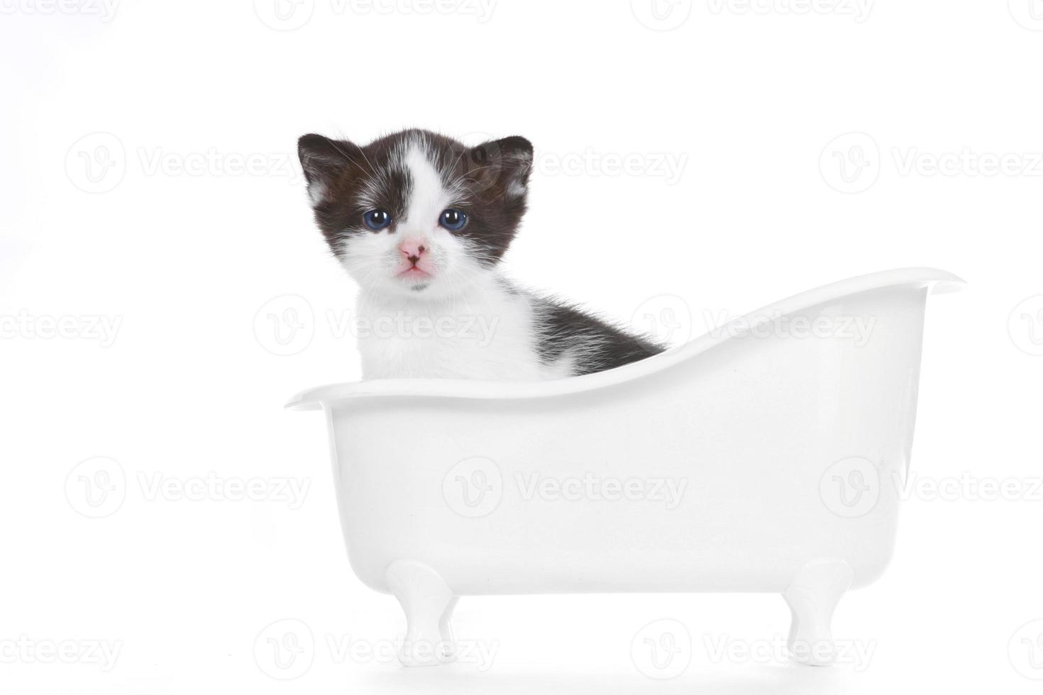 gatinho doce em fundo branco parecendo adorável foto