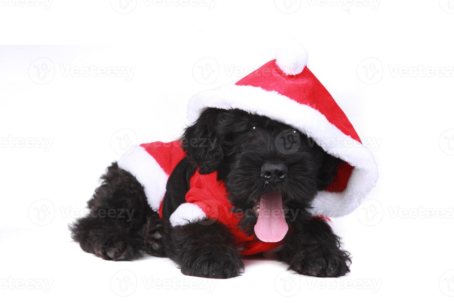 Lindo cachorrinho russo terrier preto como papai noel em fundo branco foto