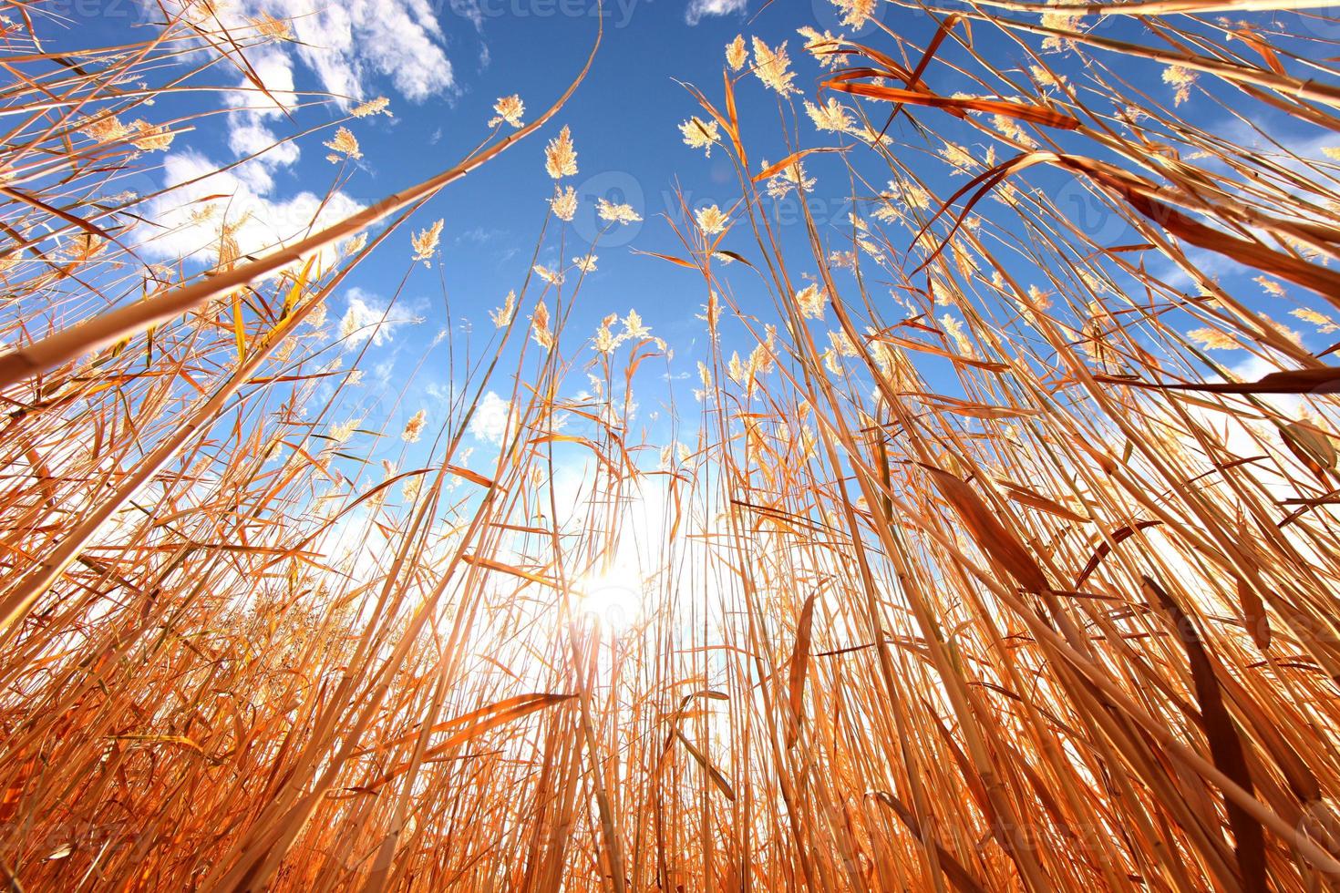 grama de trigo ao ar livre em um dia ensolarado foto
