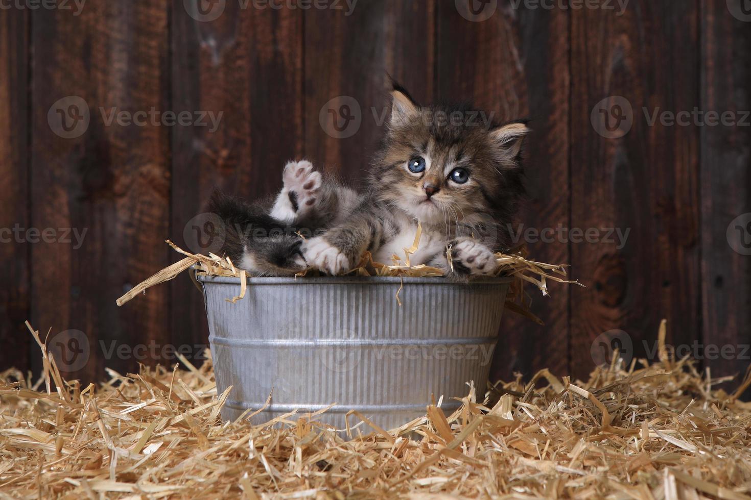 gatinho fofo com palha em um celeiro foto