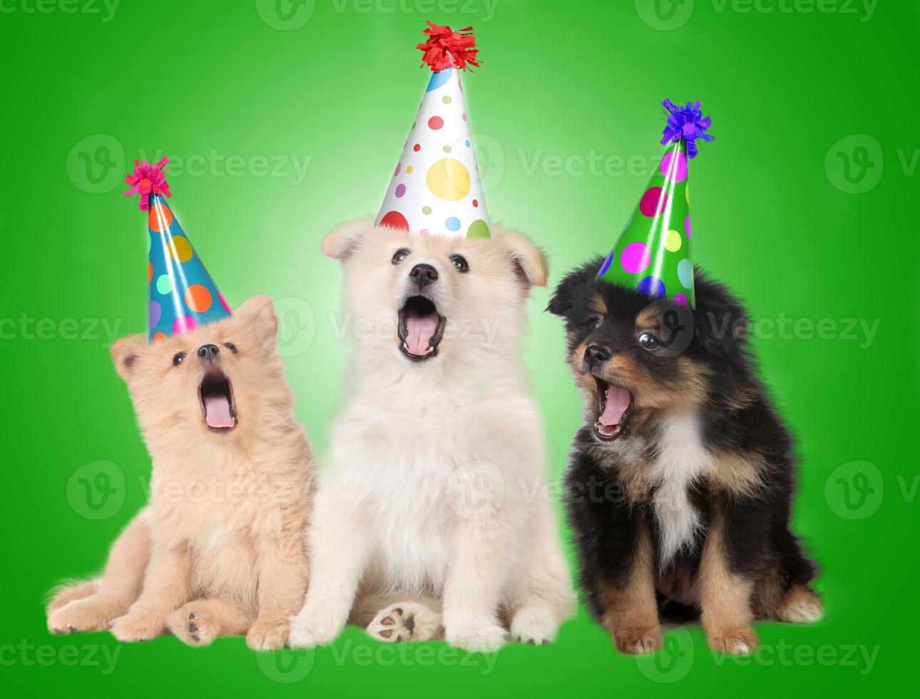 cachorrinhos de aniversário cantando foto