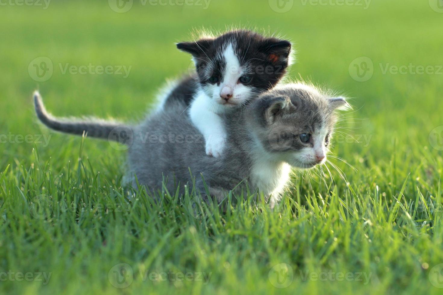 gatinhos ao ar livre com luz natural foto