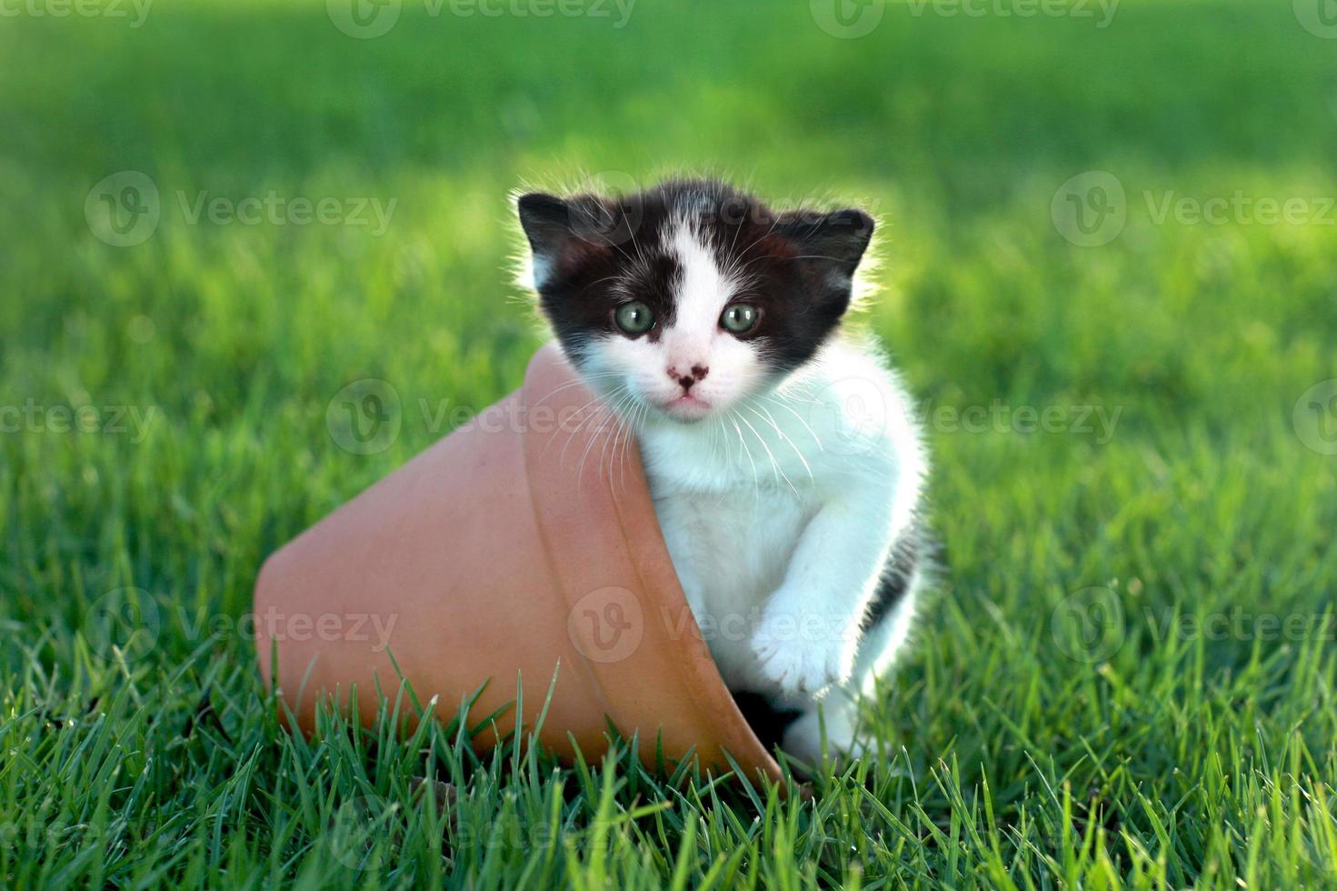 gatinho ao ar livre com luz natural foto