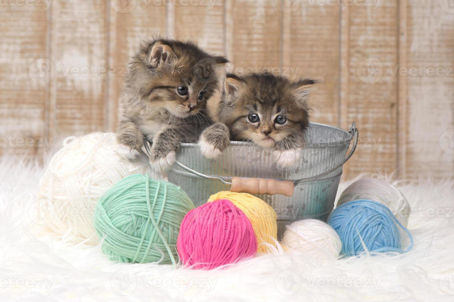 gatinhos com novelos de lã em estúdio foto