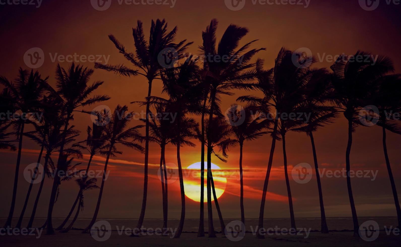 silhueta do nascer do sol de palmeiras altas foto