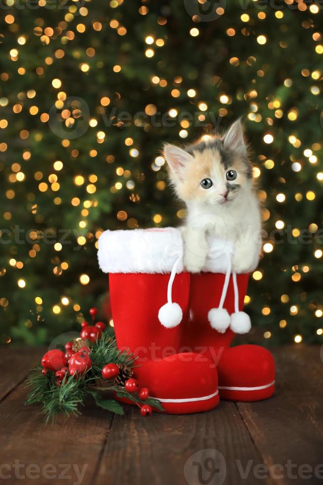 gatinho fofo e adorável foto