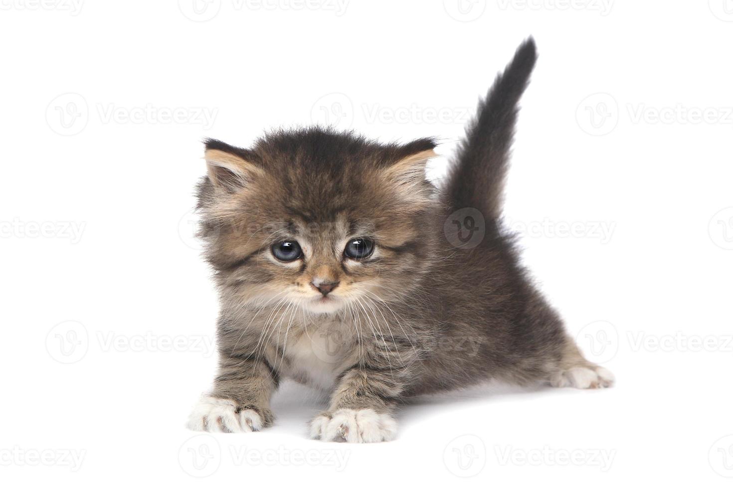 gatinho minúsculo de 4 semanas em fundo branco foto