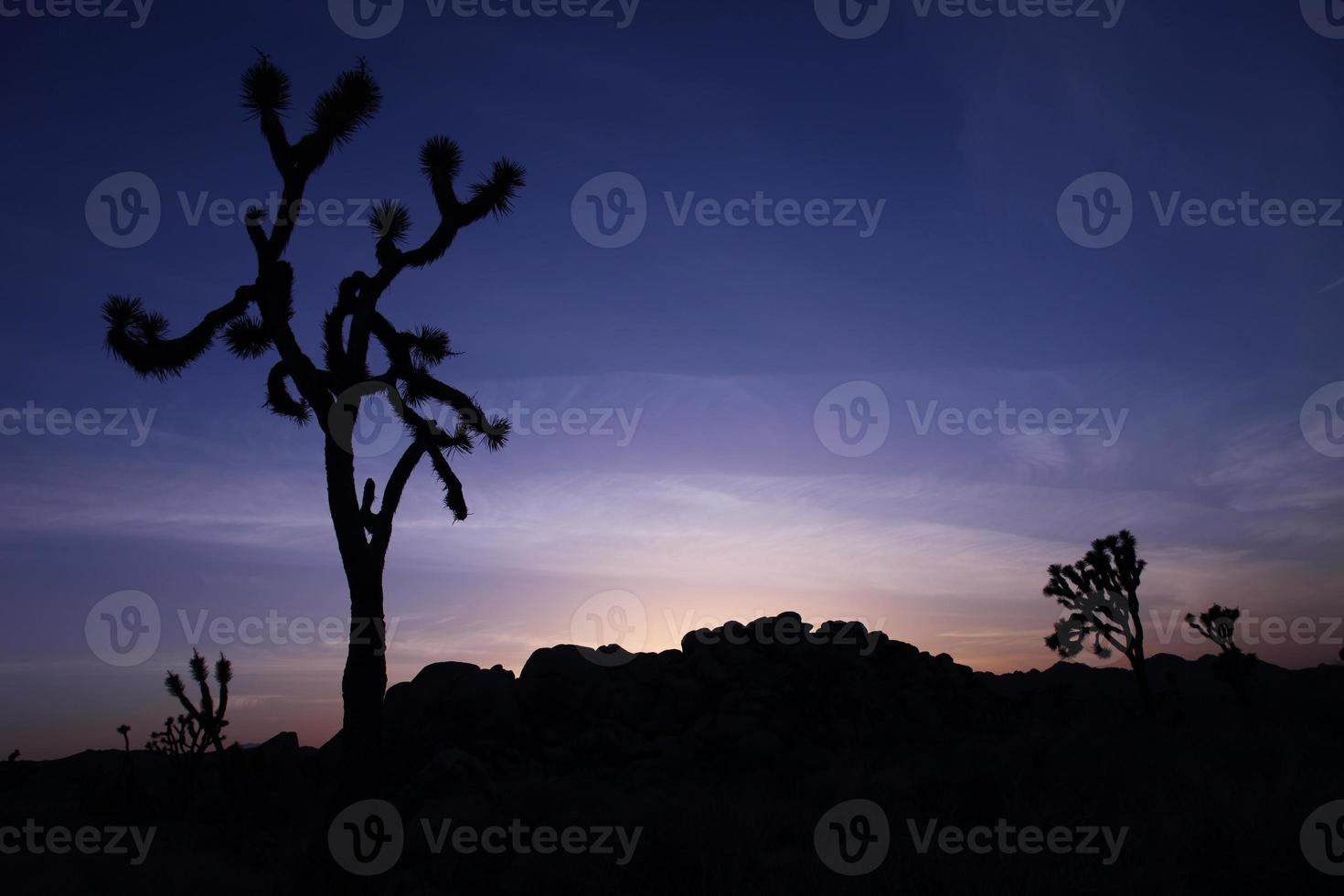 silhueta da árvore joshua ao pôr do sol com céu azul foto