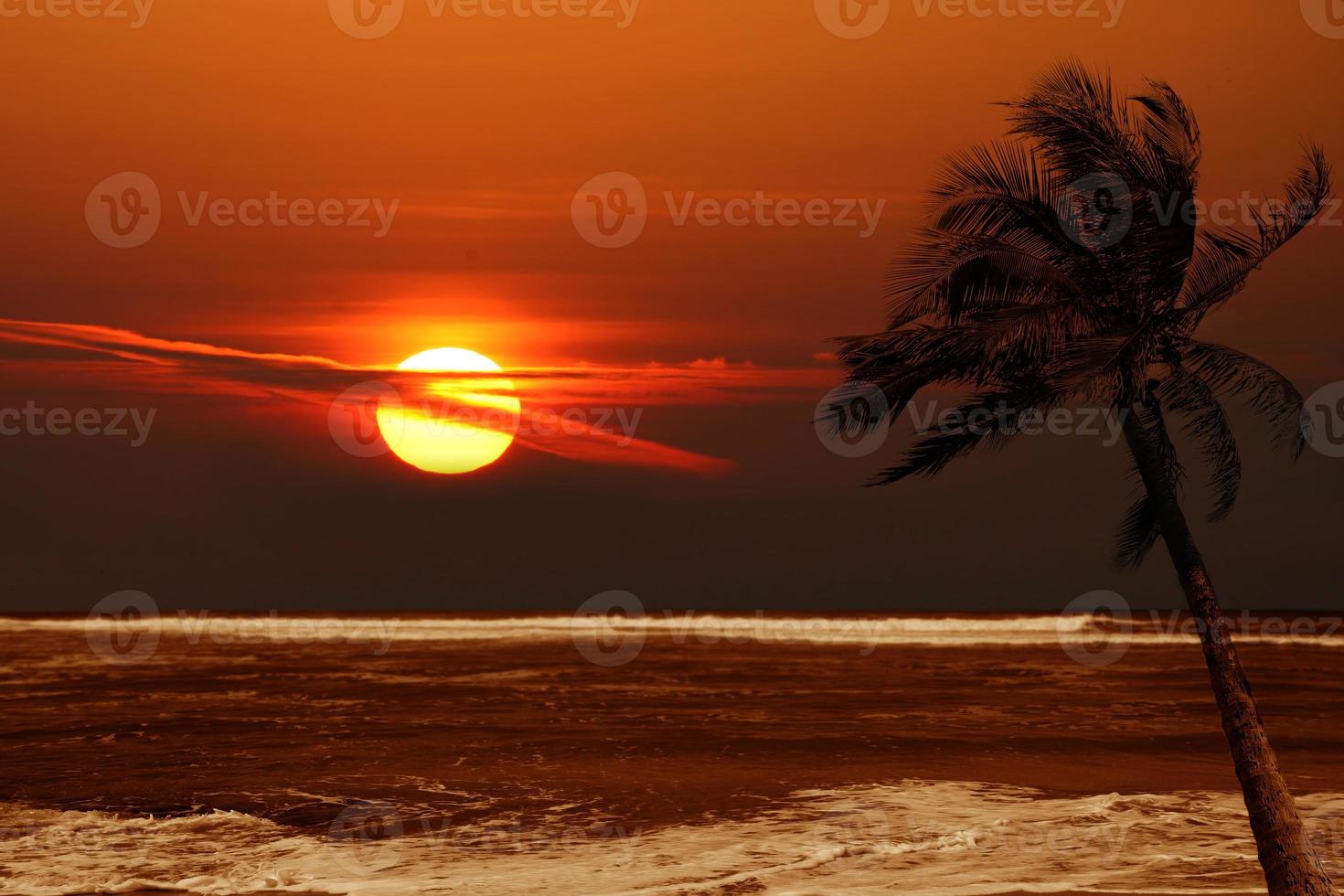 palmeira solitária ao nascer do sol com cores dramáticas foto