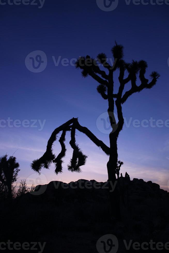 silhueta de uma árvore no parque nacional joshua foto