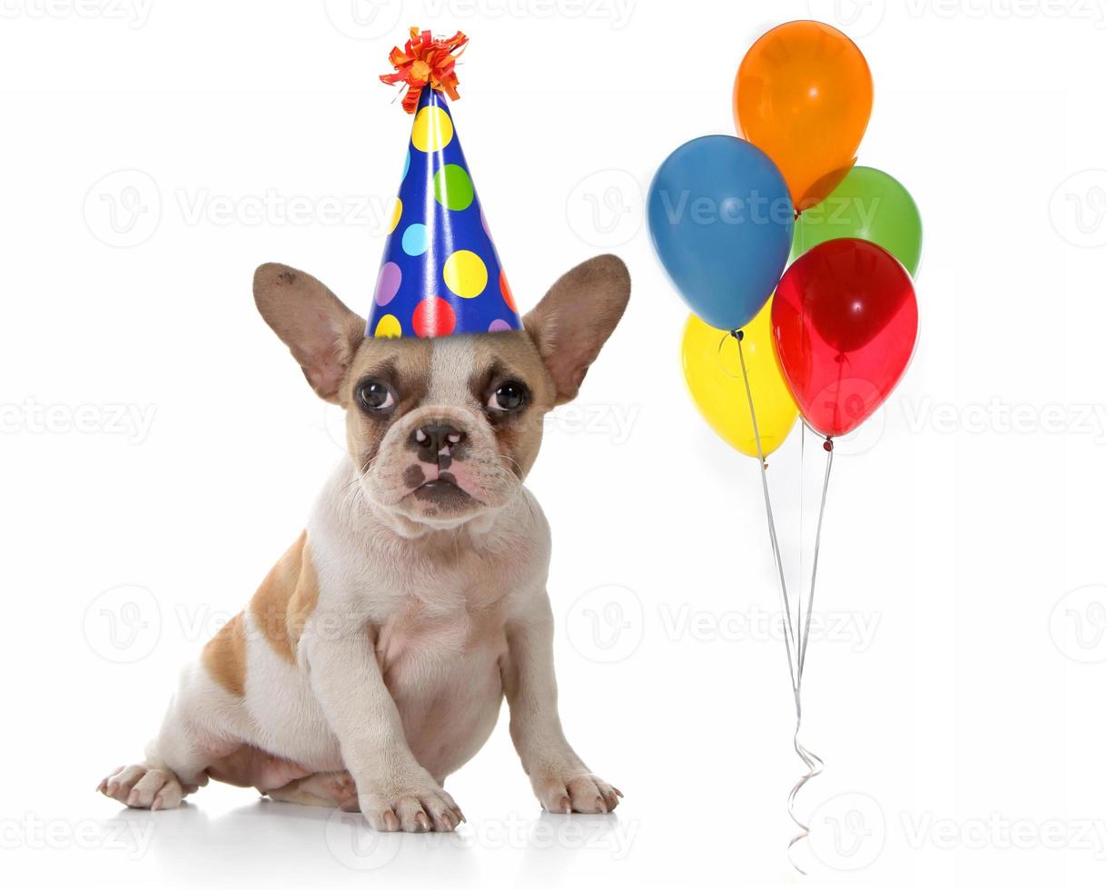 cachorro com chapéu de festa de aniversário e balões foto