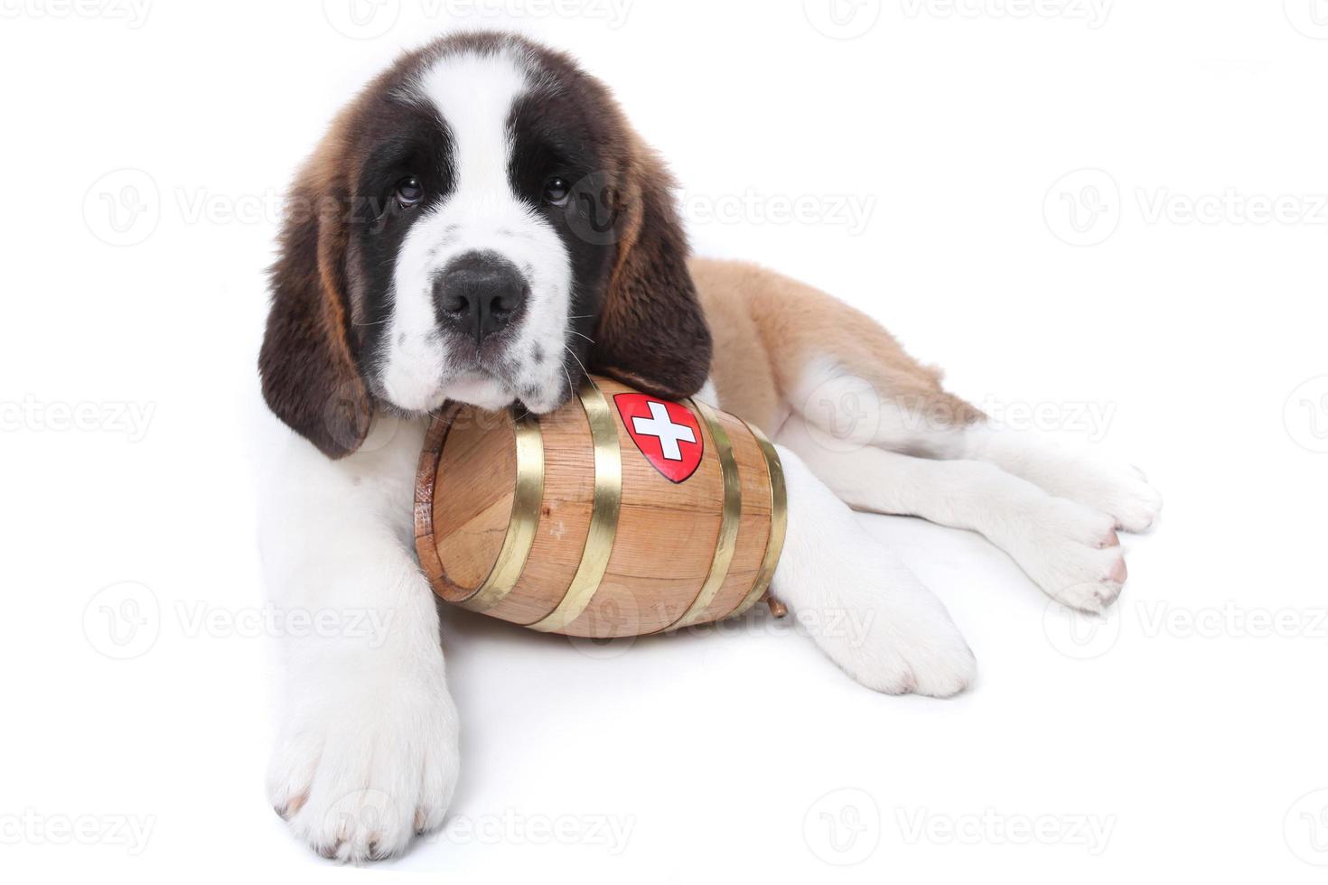 um cachorrinho de São Bernardo com cano de resgate em volta do pescoço foto