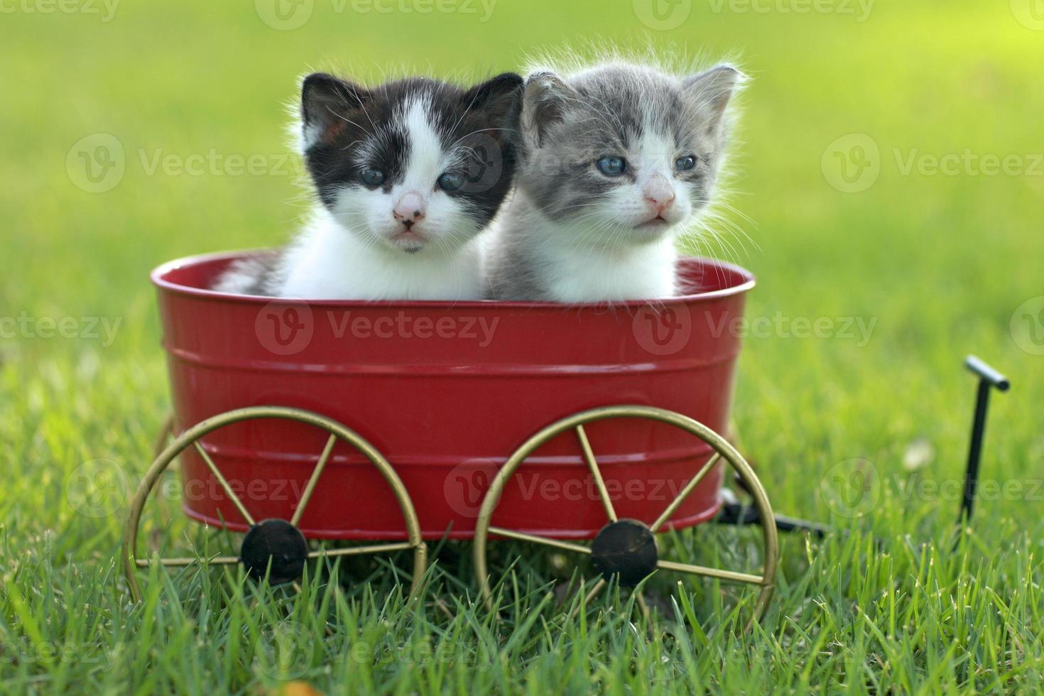 gatinhos ao ar livre com luz natural foto