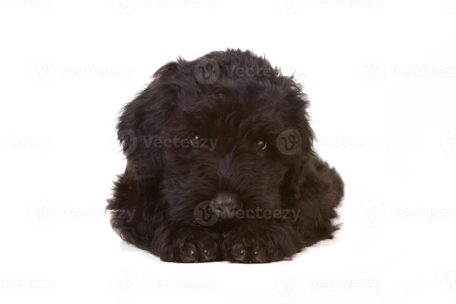 filhote de cachorro terrier russo preto em fundo branco foto