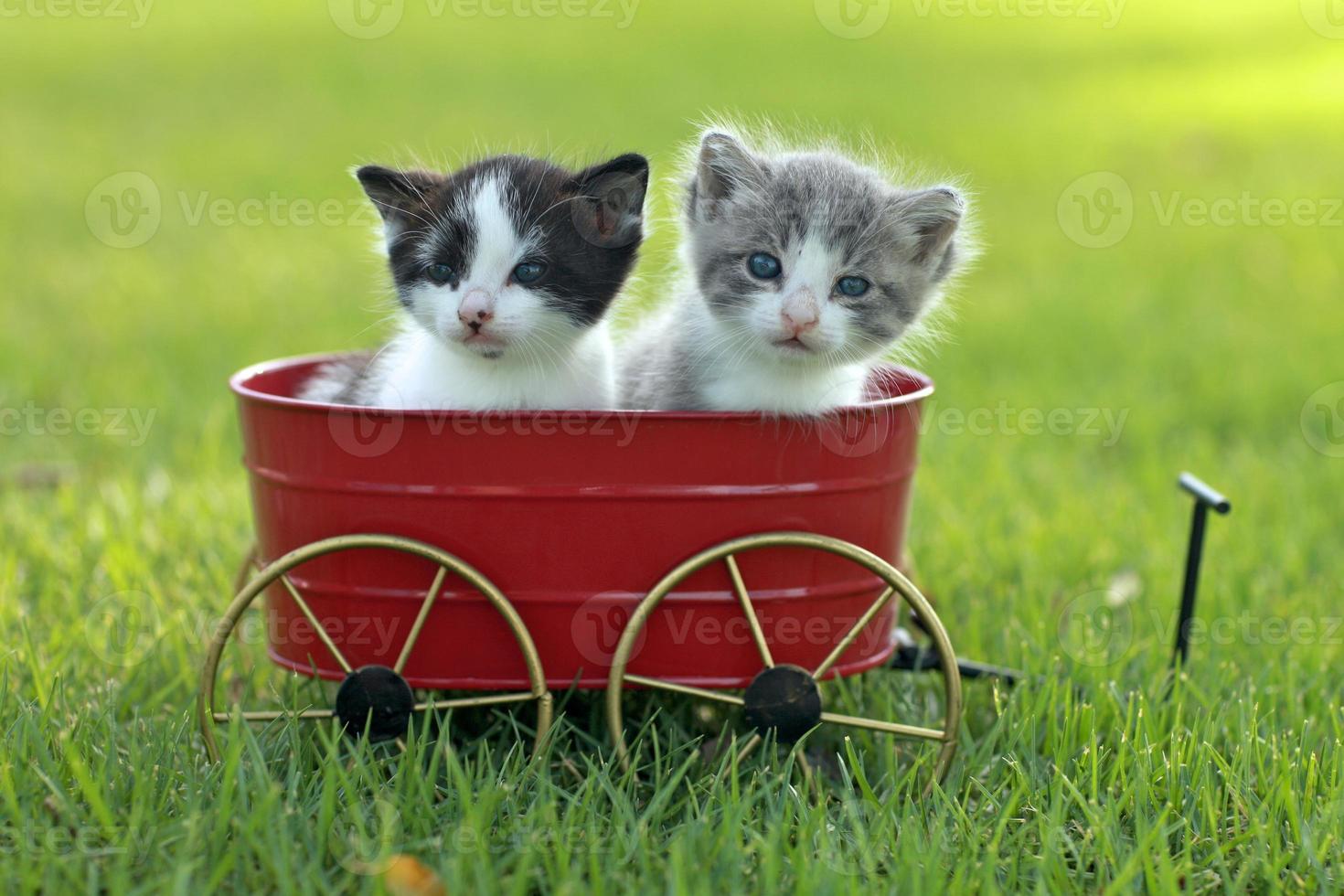 gatinhos ao ar livre com luz natural foto